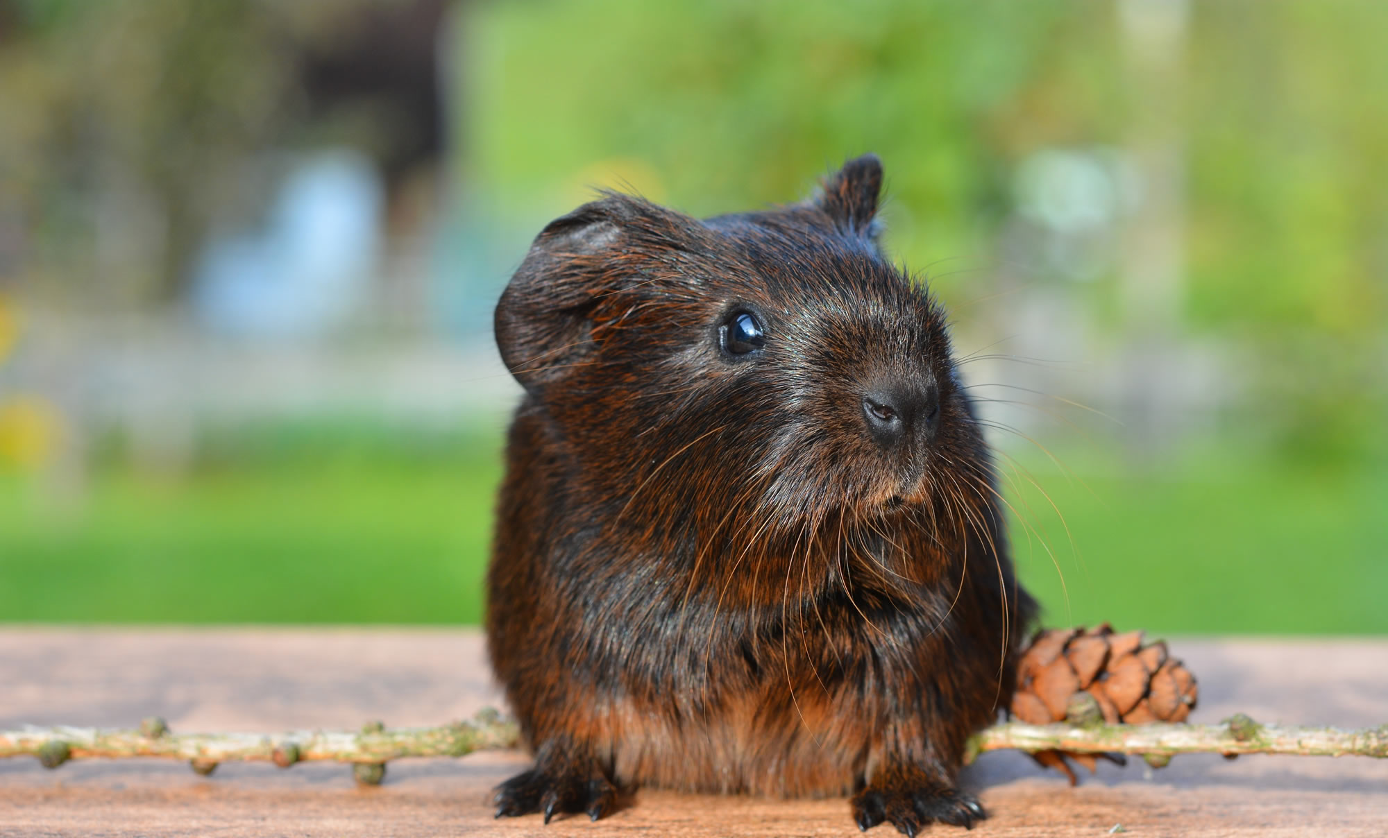 Pest Control In Braintree