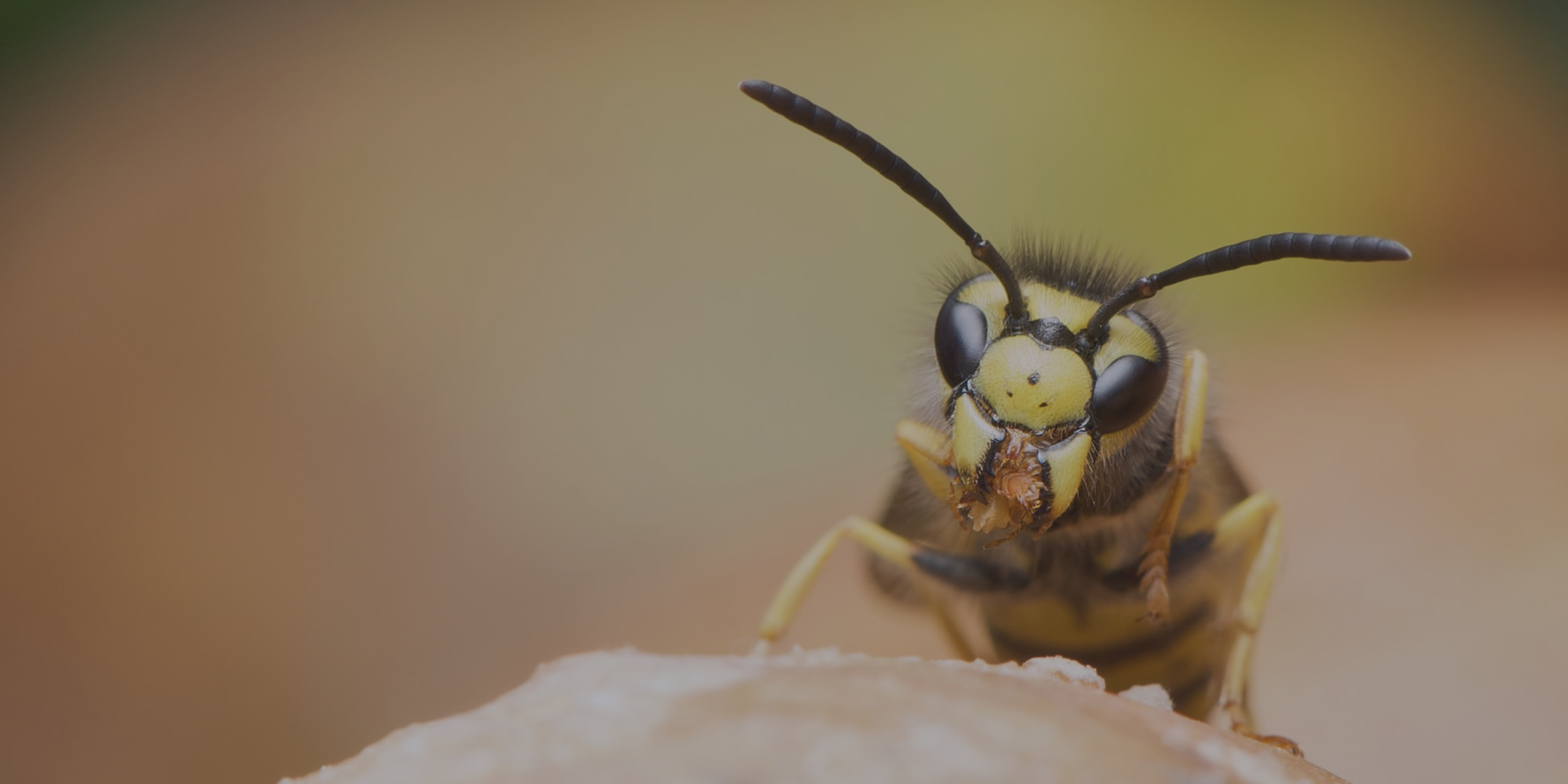 Wasp Exterminator