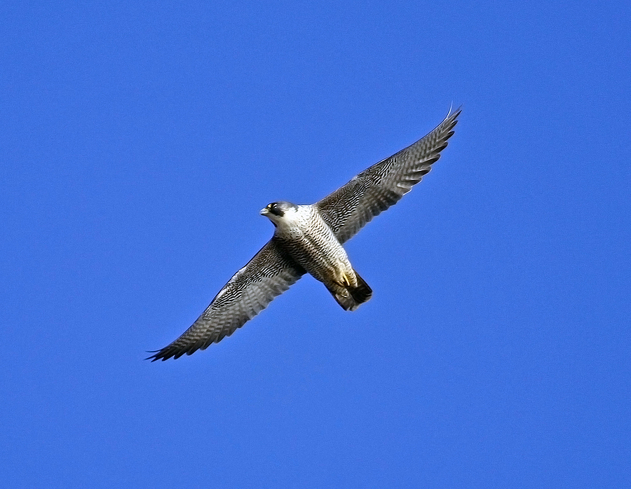 Peregrine Falcon in Flight