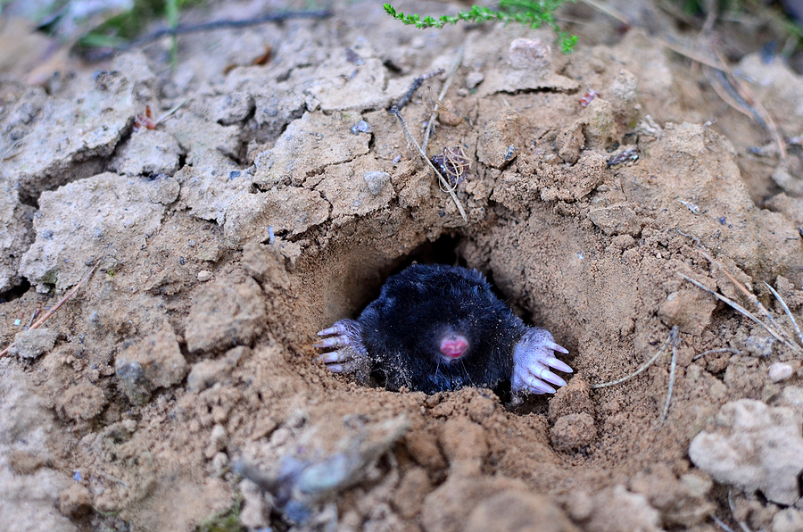 Mole-Crawling-Out-Of-Molehill
