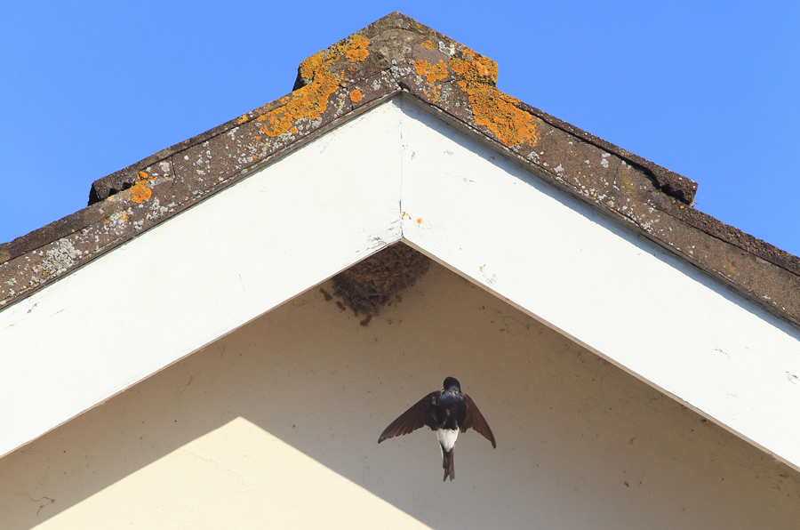 Pest control for birds