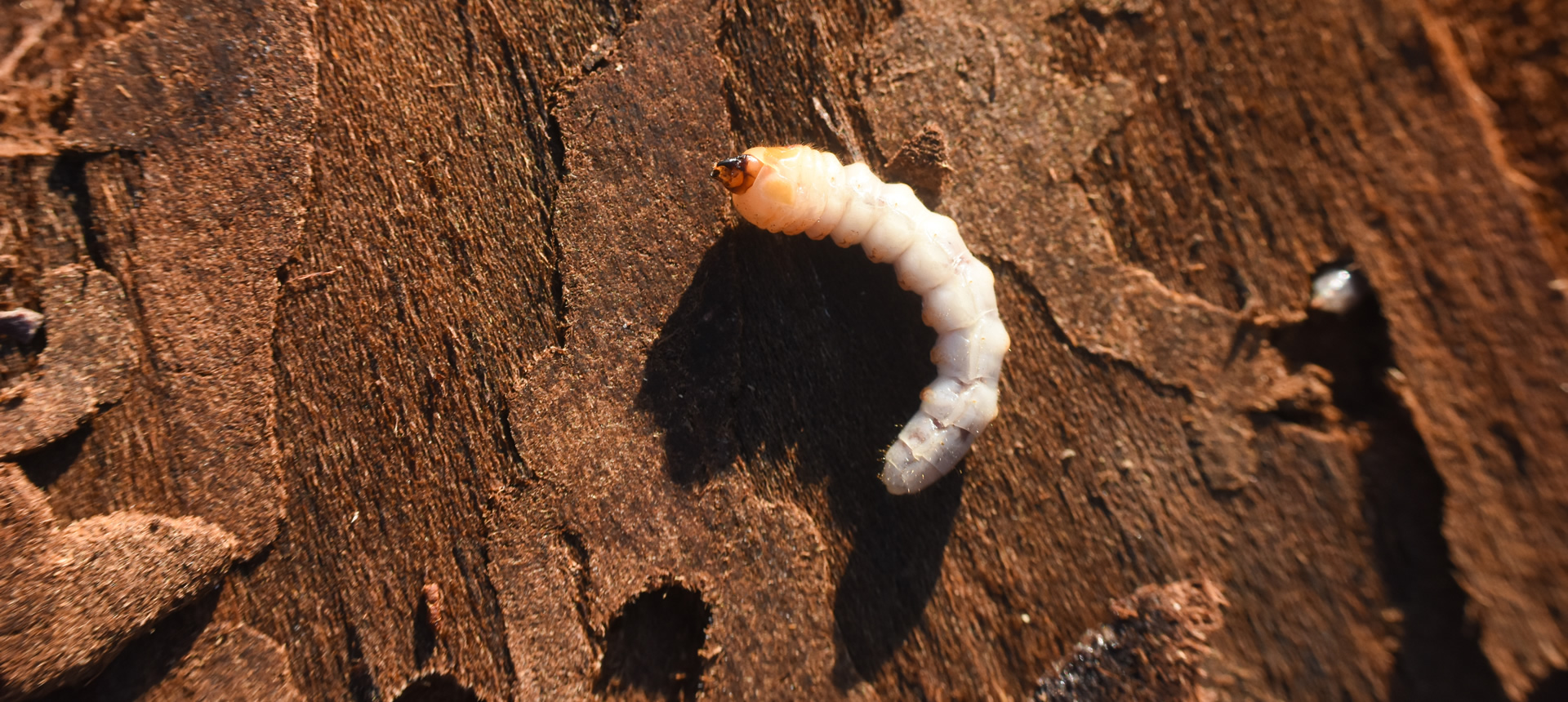 Woodworm Pest Control