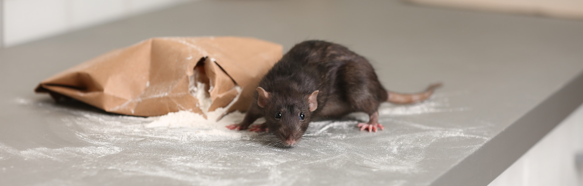 Pest Control Southend